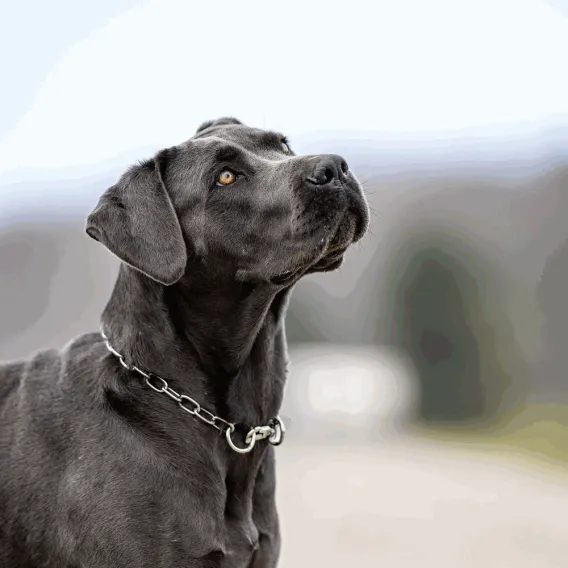 Obojek pro psa Sprenger řetízkový s karabinou 3mm NA OBJEDNÁVKU