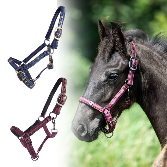 Ohlávka hříběcí QHP Lily