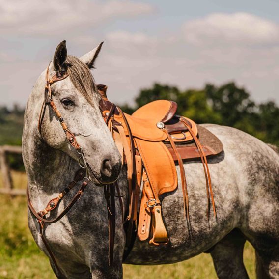*W* Uzdečka a poprsník Cassini Copper