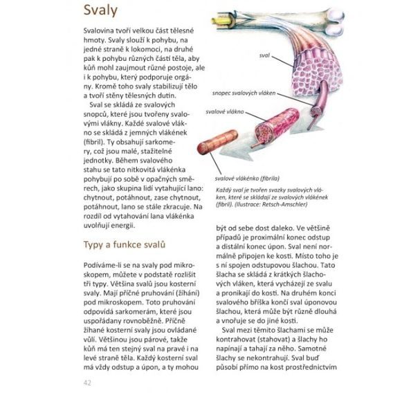 Publ Fritz Základní anatomie koní