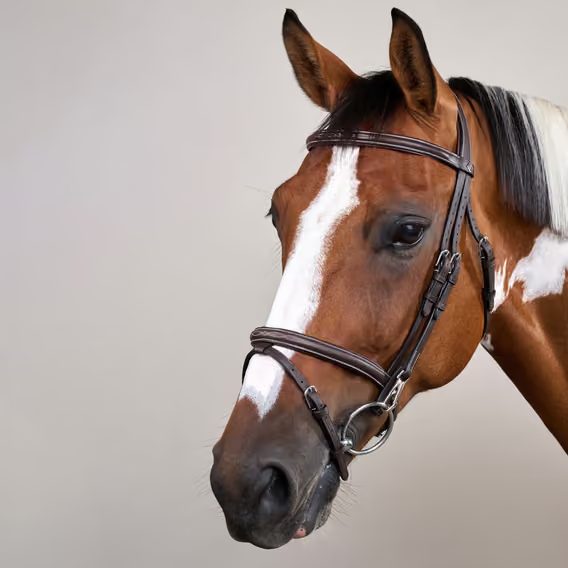 Uzdečka Dy'on Flash Noseband Bridle with Snap Cheekpieces WOAPGB