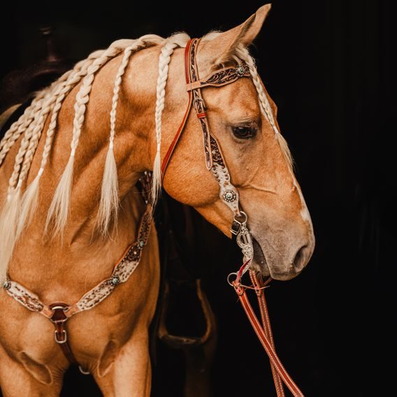 *W* Uzdečka westernová Cassini Braice