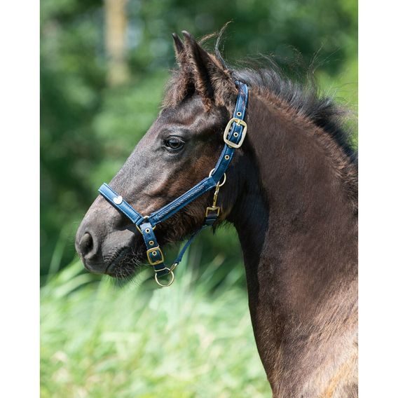 Ohlávka hříběcí QHP Lily