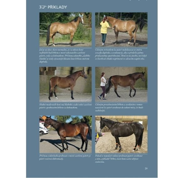 Publ Jung Trénink hřbetu koně - na lonži DOPRODEJ