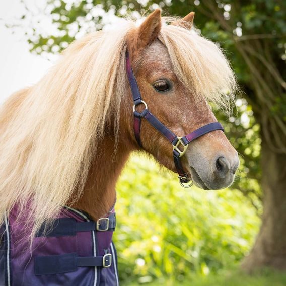 Ohlávka s vodítkem QHP Jaily Kolekce 2025