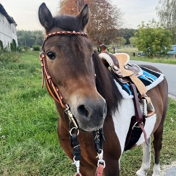 *W* Sedlo westernové Cassini Stars pony