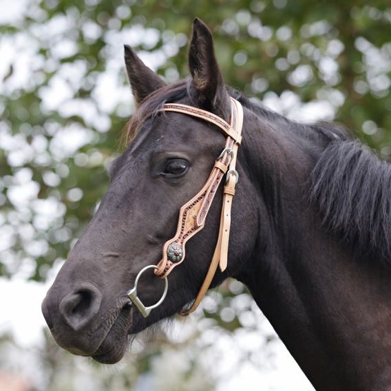 *W* Uzdečka westernová Cassini Feather