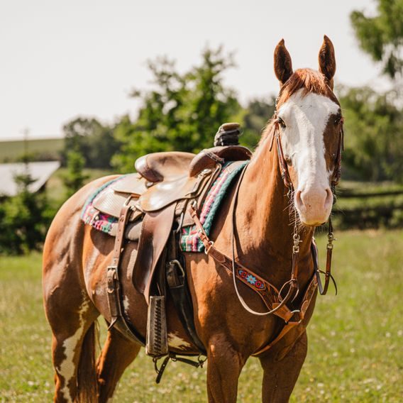 *W* Uzdečka a poprsník Cassini Lucky