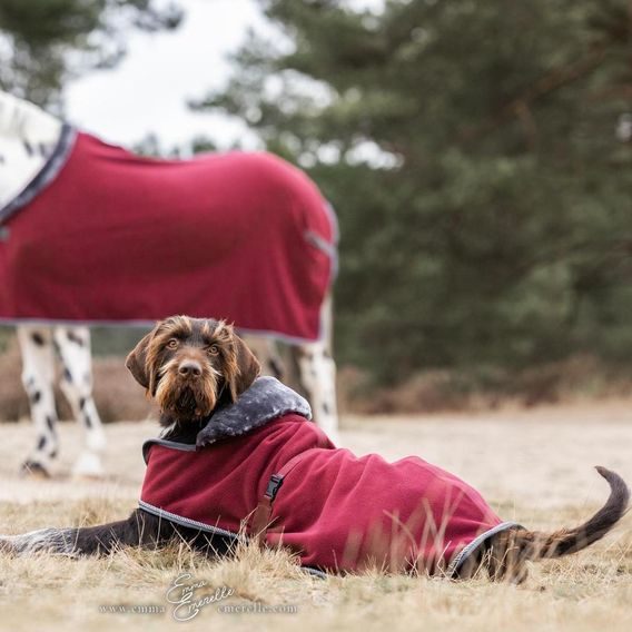 Deka na psa Bucas Show-Line Kolekce 2025