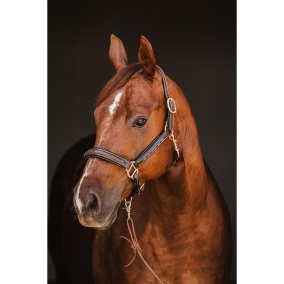 Ohlávka kožená Cassini prošívaná