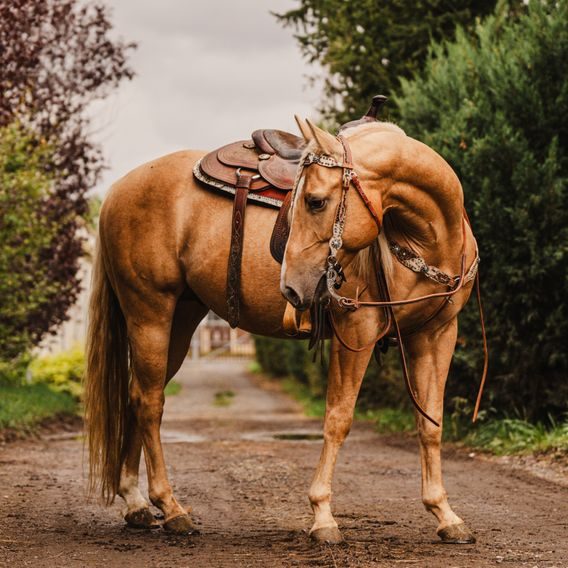 *W* Uzdečka westernová Cassini Braice