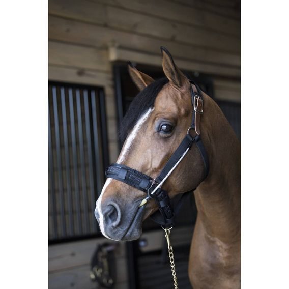 ThinLine Bussy/Buddy