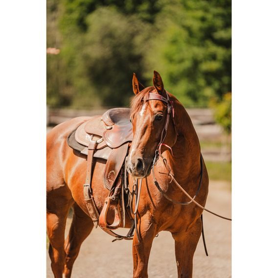 *W* Uzdečka a poprsník Cassini Stitch