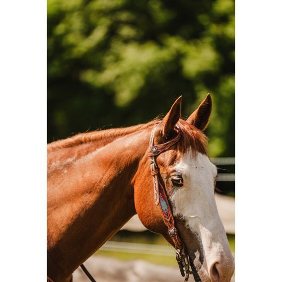 *W* Uzdečka a poprsník Cassini Lucky