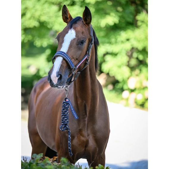 Ohlávka s vodítkem Tommy Hilfiger Yale Set Kolekce 2025/26