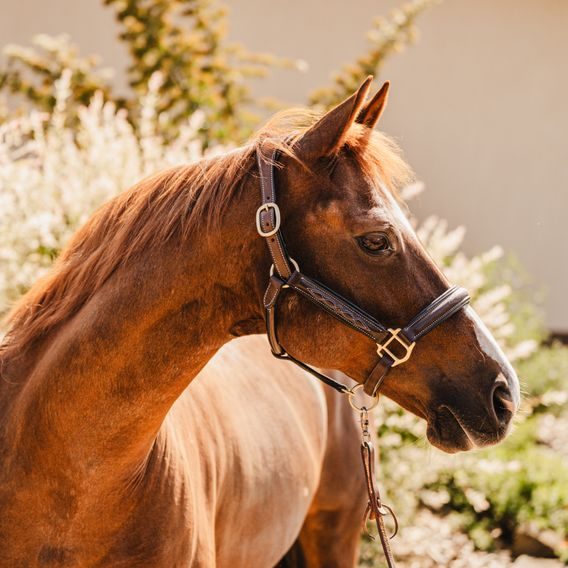 Ohlávka kožená Cassini prošívaná