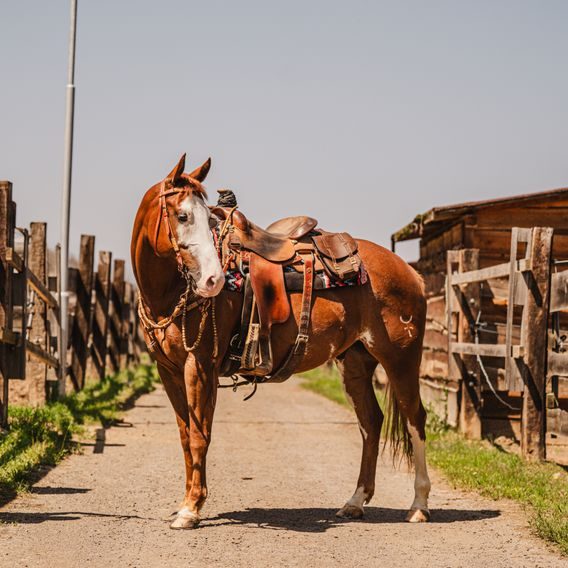 *W* Uzdečka a poprsník Cassini Rawhide
