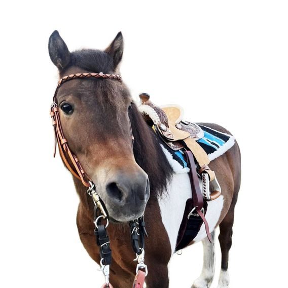 *W* Sedlo westernové Cassini Stars