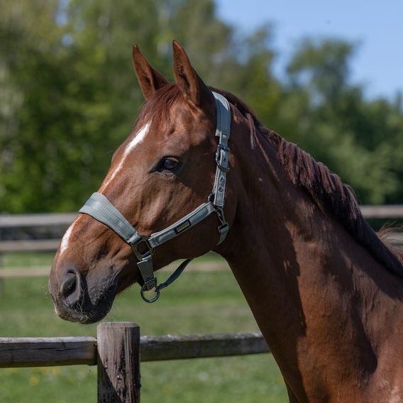 Ohlávka s vodítkem Kingsland Lucca Kolekce 2026