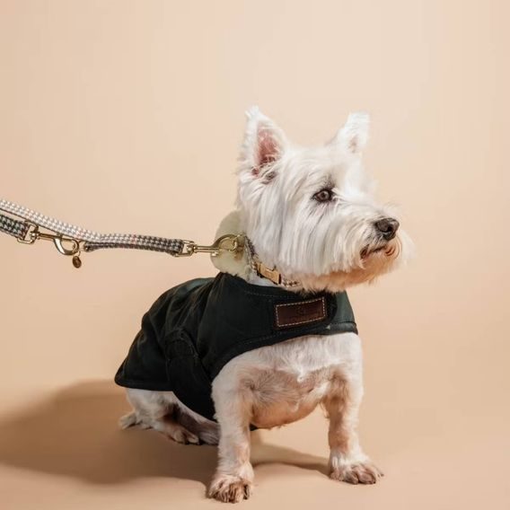 Obojek Kentucky Pied De Poule