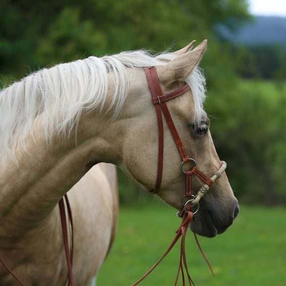 *W* Sidepull Cassini Knoted