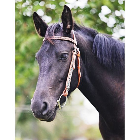 *W* Uzdečka Cassini Feather