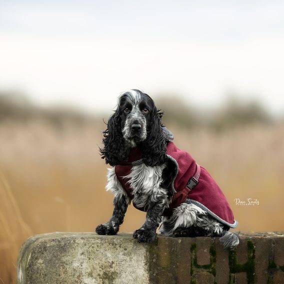 Deka na psa Bucas Show-Line Kolekce 2025