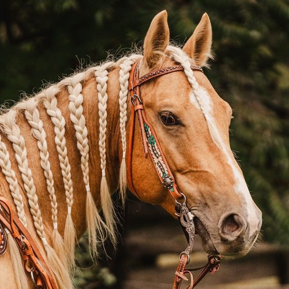 *W* Uzdečka Cassini Feather