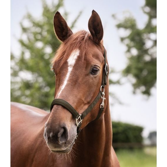 Ohlávka W Perlon Satin Kolekce