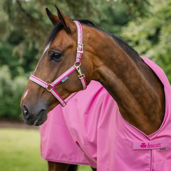 Ohlávka Bucas Dublin podložená Kolekce 2026