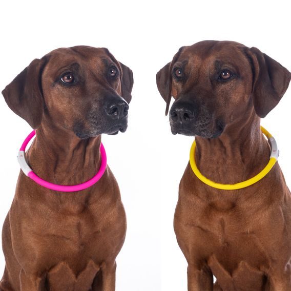 Svítící obojek pro psa HKM LED