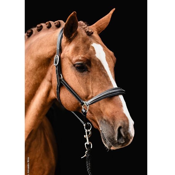 Ohlávka Schockemöhle Frisco F kožená