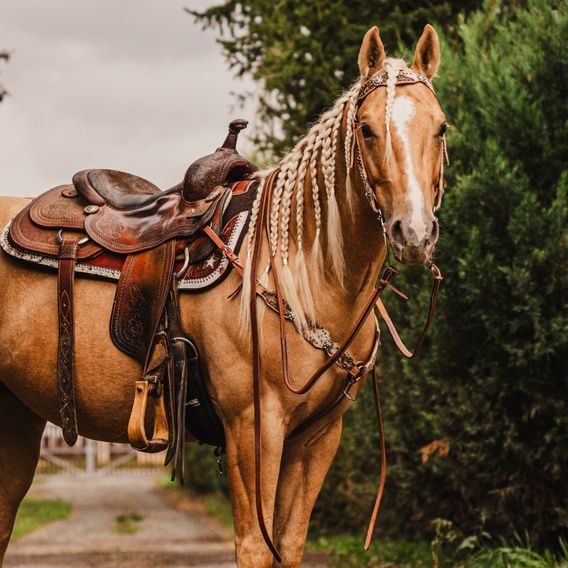 *W* Poprsník westernový Cassini Braice