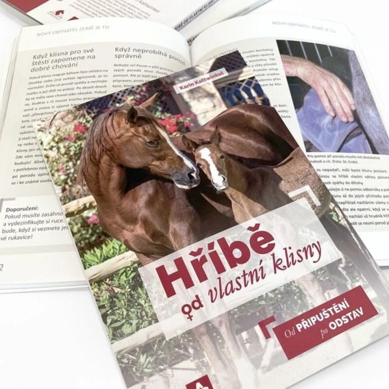 Publ Kattwinkel Hříbě od vlastní klisny - od připuštění po odstav