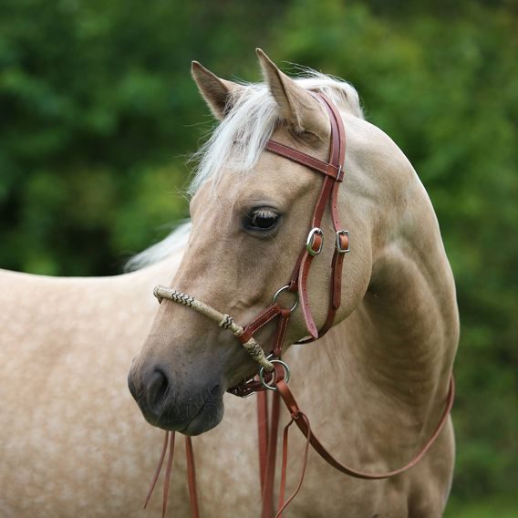 *W* Sidepull Cassini Knoted