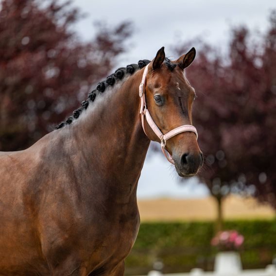 Ohlávka Equestrian Stockholm Line Pink Kolekce 2026