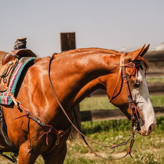 *W* Uzdečka a poprsník Cassini Beads