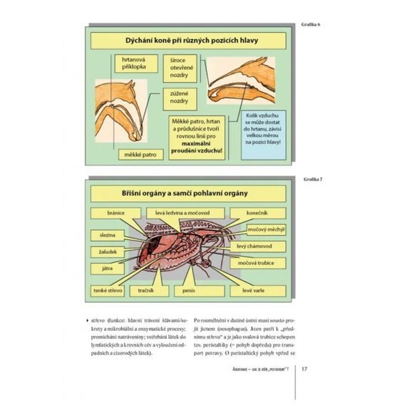 Publ Bender a Ritter Praktická příručka Zdraví koně DOPRODEJ