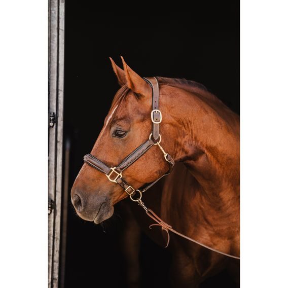 Ohlávka kožená Cassini prošívaná