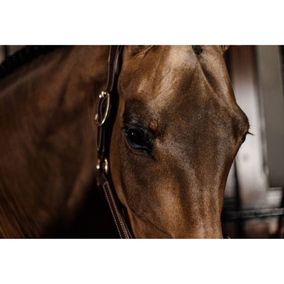 Ohlávka Kentucky Anatomic leather