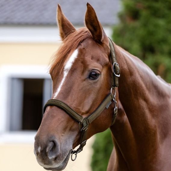 Ohlávka W Athletic Kolekce 2025/26