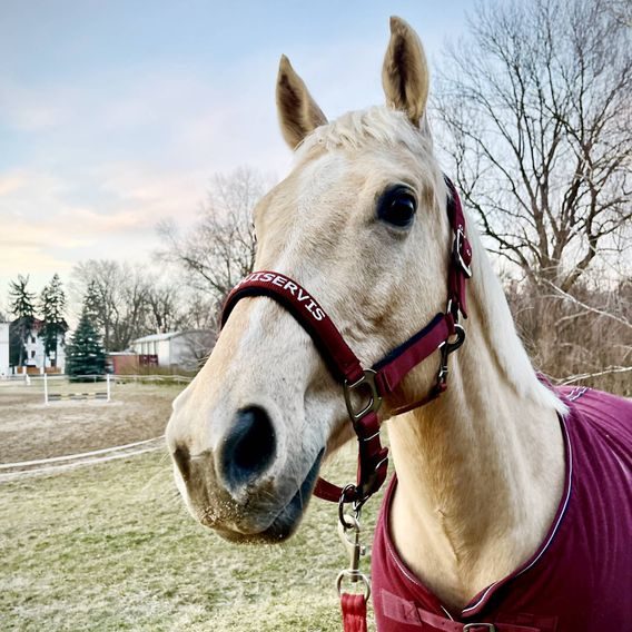 Ohlávka QHP&EQS Deluxe