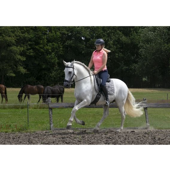 Uzdečka s hackamore F.R.A. Fiore