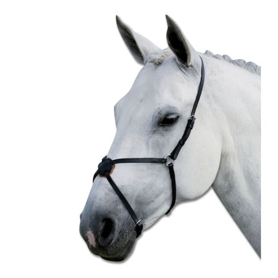 Nánosník Waldhausen mexický