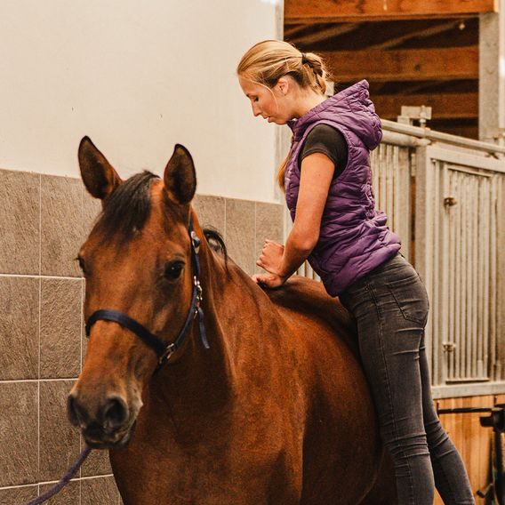 Veterinární chiropraxe a fyzioterapie - HORSE CHIRO