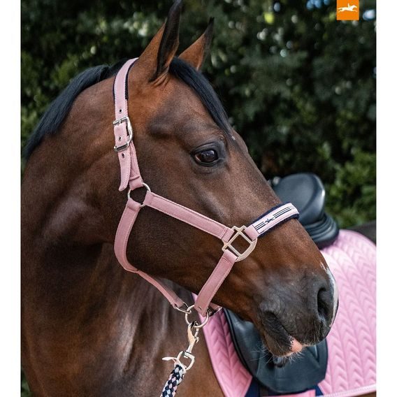 Ohlávka Schockemöhle Memphis II Kolekce 2025