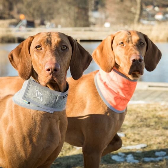 Šátek Back on Track Draco reflexní DOPRODEJ