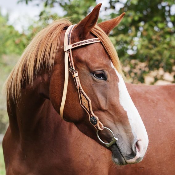 *W* Uzdečka westernová Cassini Feather