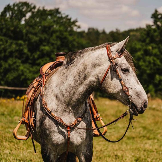 *W* Uzdečka a poprsník Cassini Copper