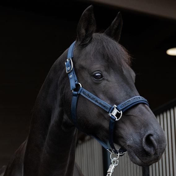 Ohlávka Eskadron Classic Sports Mattgloss Jewel Double Pin Kolekce 2025